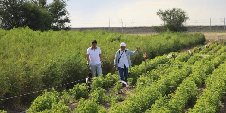 АРЫСТА АШЫЛҒАН ТҰҚЫМБАҚ АУМАҒЫ ҰЛҒАЙТЫЛДЫ