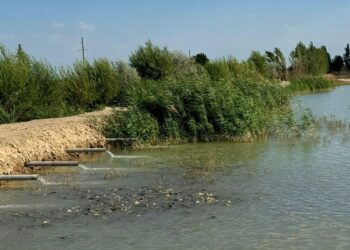 ТҮРКІСТАН: ШАРДАРАДА «АУЫЛ АМАНАТЫ» ЖОБАСЫ АЯСЫНДА БАЛЫҚ ШАРУАШЫЛЫҒЫН ДАМЫТУДА