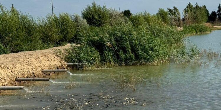 ТҮРКІСТАН: ШАРДАРАДА «АУЫЛ АМАНАТЫ» ЖОБАСЫ АЯСЫНДА БАЛЫҚ ШАРУАШЫЛЫҒЫН ДАМЫТУДА