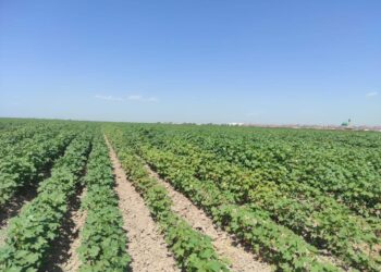 ТҮРКІСТАН ОБЛЫСЫНДА МАҚТАНЫҢ ЖАҢА СОРТЫ ЖЕРСІНІП, ЖАЙҚАЛЫП ӨСЕ БАСТАДЫ