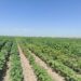 ТҮРКІСТАН ОБЛЫСЫНДА МАҚТАНЫҢ ЖАҢА СОРТЫ ЖЕРСІНІП, ЖАЙҚАЛЫП ӨСЕ БАСТАДЫ