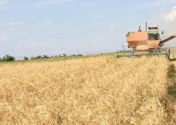 ТҮРКІСТАН: БИЫЛ САУРАН АУДАНЫНДА 15 МЫҢ ТОННА АСТЫҚ ЖИНАЛМАҚ