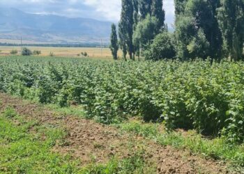 ТӨЛЕБИЛІК ШАРУА ҮЙІРГЕЛІК ЖЕРІНЕ ТАҢҚУРАЙ ЕГІП, КҮНІНЕ 40 КЕЛІ ӨНІМ АЛЫП ОТЫР