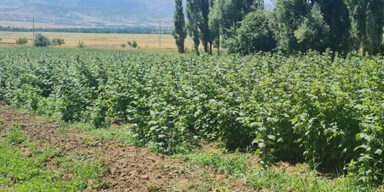 ТӨЛЕБИЛІК ШАРУА ҮЙІРГЕЛІК ЖЕРІНЕ ТАҢҚУРАЙ ЕГІП, КҮНІНЕ 40 КЕЛІ ӨНІМ АЛЫП ОТЫР