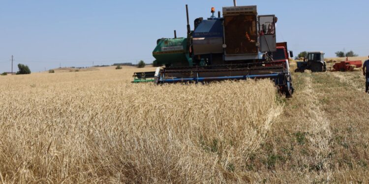 ТҮРКІСТАН: ТӨЛЕБИ АУДАНЫНДА АСТЫҚ ОРУ НАУҚАНЫ БАСТАЛДЫ