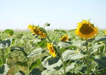 ТҮРКІСТАН: ШАРДАРАДА ТАМШЫЛАТЫП СУҒАРУ ӘДІСІМЕН КҮНБАҒЫС ӨСІРІЛІП ЖАТЫР