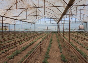 ТҮРКІСТАН: САРЫАҒАШТЫҚ ТҰРҒЫНДАР «АУЫЛ АМАНАТЫ» ЖЫЛЫЖАЙ ШАРУАШЫЛЫҒЫН ДАМЫТУДА