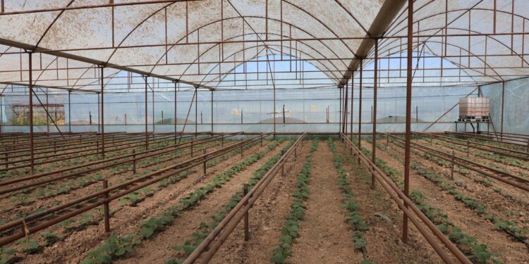 ТҮРКІСТАН: САРЫАҒАШТЫҚ ТҰРҒЫНДАР «АУЫЛ АМАНАТЫ» ЖЫЛЫЖАЙ ШАРУАШЫЛЫҒЫН ДАМЫТУДА