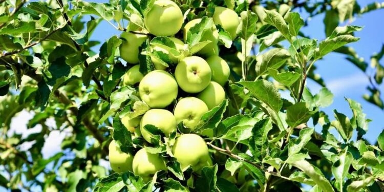 ТҮРКІСТАН:КЕНТАУЛЫҚ ШАРУАЛАР ЖАЗҒЫ ӨНІМДЕРІН ЖИНАЙ БАСТАДЫ