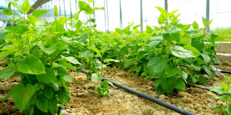 ТҮРКІСТАН ОБЛЫСЫНДАҒЫ ТҰҚЫМБАҚТАРДА 35 МИЛЛИОННАН АСТАМ АҒАШ КӨШЕТТЕРІ ӨСІРІЛІП ЖАТЫР