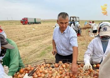 ШАРДАРАЛЫҚ ДИҚАН 400 ТОННА ПИЯЗ ӨНІМІН НАРЫҚҚА ШЫҒАРДЫ