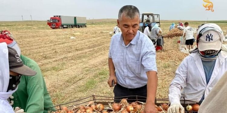 ШАРДАРАЛЫҚ ДИҚАН 400 ТОННА ПИЯЗ ӨНІМІН НАРЫҚҚА ШЫҒАРДЫ