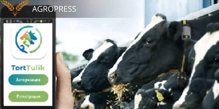 122 мыңнан астам қазақстандық «Torttulik» мобильді қосымшасын пайдаланады