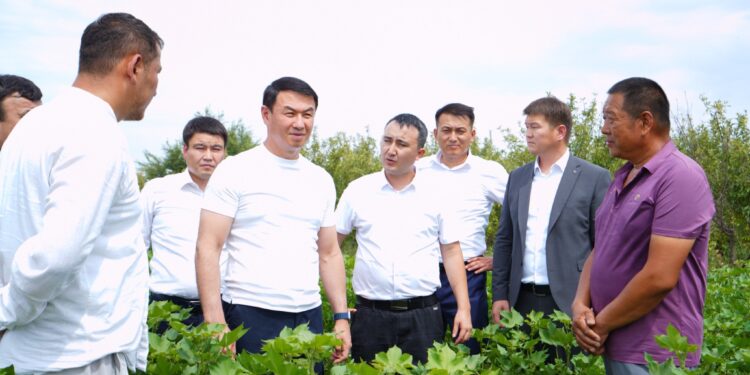 ТҮРКІСТАН: САУРАНДА ТАМШЫЛАТЫП СУАРУ ӘДІСІМЕН ЕГІЛГЕН МАҚТА ЖАЙҚАЛЫП ӨСІП ТҰР