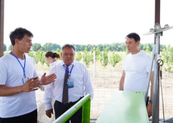 ТҮРКІСТАН ОБЛЫСЫНДА ЖҮЗІМ ШАРУАШЫЛЫҒЫН ДАМЫТУДА ЖАҢА ТЕХНОЛОГИЯЛАР ҚОЛДАНЫЛАДЫ