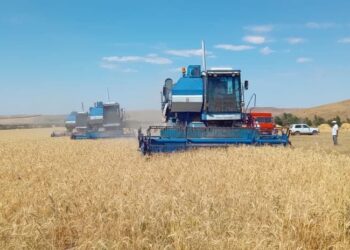 ТҮРКІСТАН: ТҮЛКІБАСТЫҚ ШАРУАЛАР БИДАЙДАН ГЕКТАРЫНА 30 ЦЕНТНЕРГЕ ЖУЫҚ ӨНІМ АЛУДА