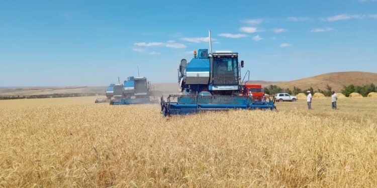 ТҮРКІСТАН: ТҮЛКІБАСТЫҚ ШАРУАЛАР БИДАЙДАН ГЕКТАРЫНА 30 ЦЕНТНЕРГЕ ЖУЫҚ ӨНІМ АЛУДА