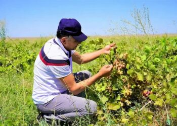 ТҮРКІСТАН: КЕНТАУЛЫҚ ДИҚАНДАР ТАМШЫЛАТЫП СУҒАРУ ӘДІСІ АРҚЫЛЫ БІРҚАТАР ЕГІН ТҮРІН ӨСІРУДЕ