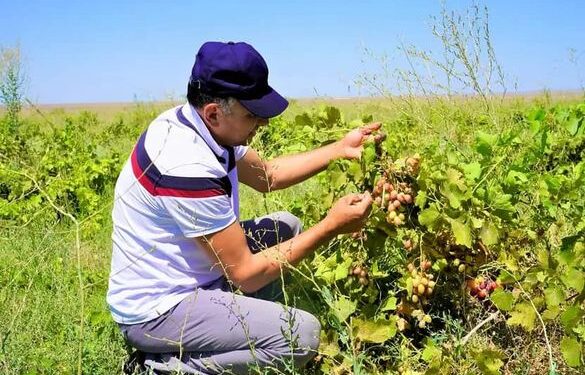 ТҮРКІСТАН: КЕНТАУЛЫҚ ДИҚАНДАР ТАМШЫЛАТЫП СУҒАРУ ӘДІСІ АРҚЫЛЫ БІРҚАТАР ЕГІН ТҮРІН ӨСІРУДЕ