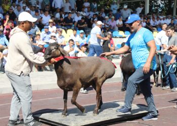 ТҮРКІСТАН: АРЫСТА 200 КЕЛІГЕ ДЕЙІНГІ АСЫЛ ТҰҚЫМДЫ ҚОШҚАРЛАРДЫҢ КӨРМЕСІ ӨТТІ