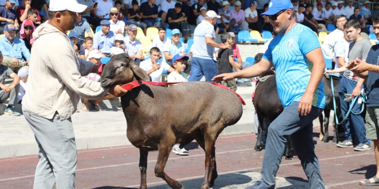 ТҮРКІСТАН: АРЫСТА 200 КЕЛІГЕ ДЕЙІНГІ АСЫЛ ТҰҚЫМДЫ ҚОШҚАРЛАРДЫҢ КӨРМЕСІ ӨТТІ