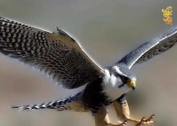 ТҮРКІСТАН: СҰҢҚАР ТЕКТЕС ҚҰСТАРДЫ ЗАҢСЫЗ АУЛАҒАН АЗАМАТТАР 700 АЕК КӨЛЕМІНДЕ АЙЫППҰЛ ТӨЛЕЙДІ