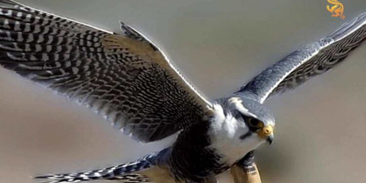 ТҮРКІСТАН: СҰҢҚАР ТЕКТЕС ҚҰСТАРДЫ ЗАҢСЫЗ АУЛАҒАН АЗАМАТТАР 700 АЕК КӨЛЕМІНДЕ АЙЫППҰЛ ТӨЛЕЙДІ