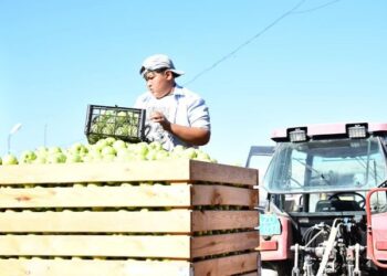 ТҮРКІСТАН: ОТЫРАРЛЫҚ ШАРУА 25 ГЕКТАР ҚАРҚЫНДЫ БАУДАН ӨНІМ АЛЫП ОТЫР