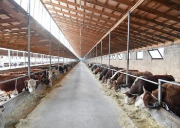 ТҮРКІСТАН: САЙРАМ АУДАНЫНДА МАЛ ШАРУАШЫЛЫҒЫН ДАМЫТУ БОЙЫНША АУҚЫМДЫ ЖҰМЫСТАР ЖҮРГІЗІЛЕДІ