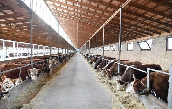 ТҮРКІСТАН: САЙРАМ АУДАНЫНДА МАЛ ШАРУАШЫЛЫҒЫН ДАМЫТУ БОЙЫНША АУҚЫМДЫ ЖҰМЫСТАР ЖҮРГІЗІЛЕДІ