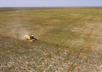 ТҮРКІСТАН: ШАРДАРАЛЫҚ ДИҚАНДАР 370 ГЕКТАР ЖЕРДЕН КҮНБАҒЫС ӨНІМІН АЛЫП ЖАТЫР