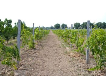 ТҮРКІСТАН ОБЛЫСЫНДА БАҚ ӨСІРЕТІН ШАРУАЛАРҒА МЕМЛЕКЕТ ТАРАПЫНАН ҚОЛДАУ КӨРСЕТІЛУДЕ