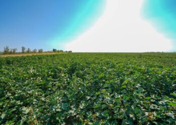 ТҮРКІСТАН: МАҚТА ШАРУАШЫЛЫҒЫН ДАМЫТУ ЖОЛДАРЫ ПЫСЫҚТАЛДЫ