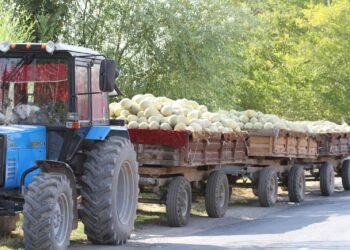 ШАРДАРА АУДАНЫНДА БИЫЛ 10 МЫҢ ГЕКТАРҒА ЖУЫҚ ЖЕРГЕ БАҚША ӨНІМІ ЕГІЛГЕН