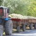 ШАРДАРА АУДАНЫНДА БИЫЛ 10 МЫҢ ГЕКТАРҒА ЖУЫҚ ЖЕРГЕ БАҚША ӨНІМІ ЕГІЛГЕН