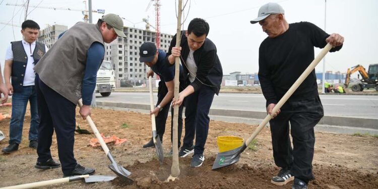 ШЫМКЕНТТЕ ТАЗАРУ КҮНІНДЕ 1 МЫҢНАН АСТАМ ТҮП АҒАШ ЕГІЛДІ