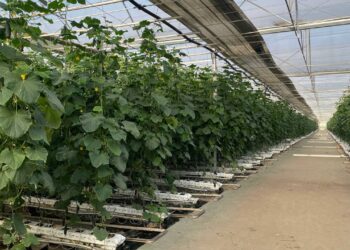 Сельское хозяйство Шымкента: устойчивый рост и новые перспективы