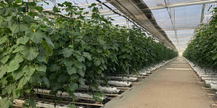 Сельское хозяйство Шымкента: устойчивый рост и новые перспективы