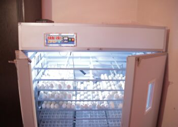 Биыл Шымкентте 260 адамға қайтарымсыз грант беріледі