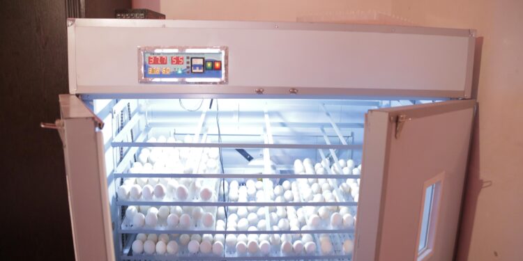 Биыл Шымкентте 260 адамға қайтарымсыз грант беріледі