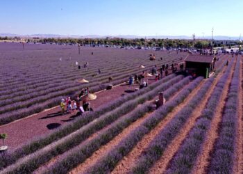 ҚАРАТАЙДЫҢ ГҮЛДІ ӨРІСІ – САУРАНҒА СЕРПІН БЕРЕДІ