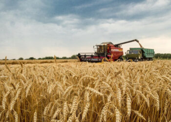 УБОРКУ ЗЕРНОВЫХ ЗАВЕРШИЛИ АГРАРИИ ШЫМКЕНТА