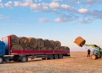 Қазақстанда 28,9 млн тонна мал азығы дайындалды