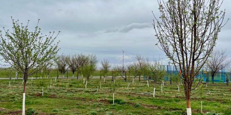 ТҮРКІСТАН: СОЗАҚ АУДАНЫНДА «ЖАСЫЛ БЕЛДЕУ» ҚҰРЫЛЫП, ТҰРҒЫНДАР КӨГАЛДАНДЫРУ ІСІН ҚОЛҒА АЛДЫ