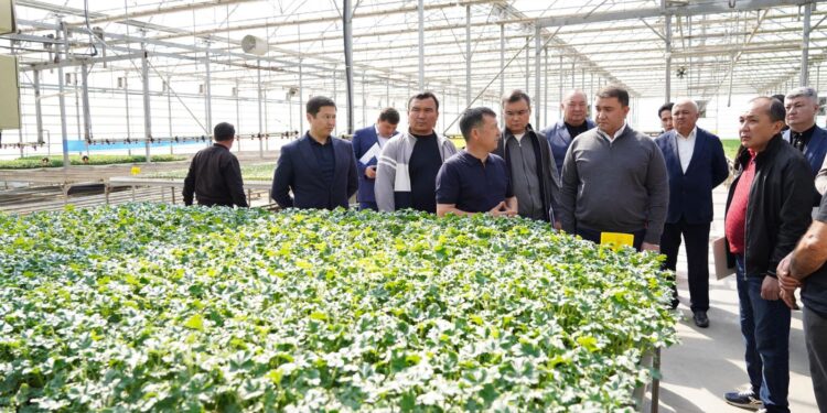 В ТУРКЕСТАНСКОЙ ОБЛАСТИ ВНЕДРЯЮТСЯ ЭКОЛОГИЧЕСКИ ЭФФЕКТИВНЫЕ СПОСОБЫ ОТОПЛЕНИЯ ТЕПЛИЦ